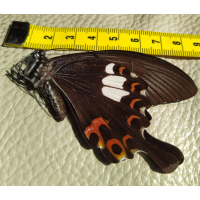 Vlinder Popilio Lormieri